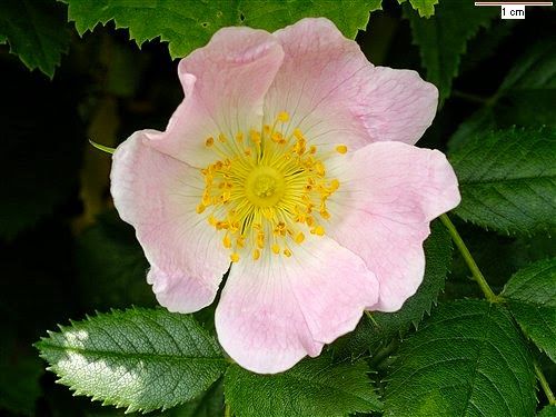 wild_rose